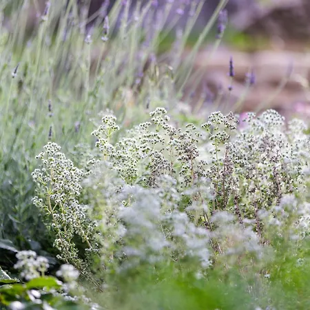 Oros Villa Strinilas