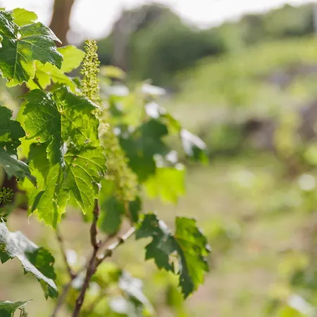 Βίλα Oros Strinilas